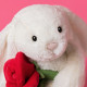 Peluche lapin Bashful blanc avec sa rose